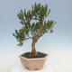 Pokojová bonsai - Buxus harlandii - korkový buxus - 3/7
