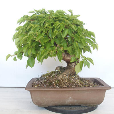 Vonkajšie bonsai - Mahalebka - Prunus mahalieb - 3