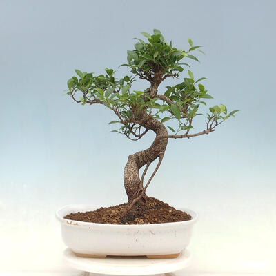 Pokojová bonsai - Ficus kimmen -  malolistý fíkus - 3