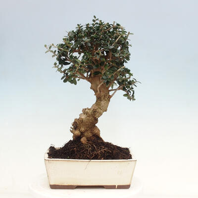 Pokojová bonsai - Olea europaea sylvestris -Oliva evropská drobnolistá - 3