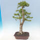 Pokojová bonsai - Duranta erecta Aurea - 3/6