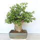 Venkovní bonsai - Jinan dvoulaločný - Ginkgo biloba - 3/5