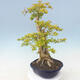 Pokojová bonsai - Duranta erecta Aurea - 3/6
