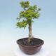 Pokojová bonsai - Duranta erecta Aurea - 3/7