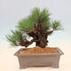 Venkovní bonsai - Pinus thunbergii corticosa - borovice korková - 3/4