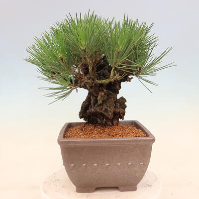 Venkovní bonsai - Pinus thunbergii corticosa - borovice korková - 3