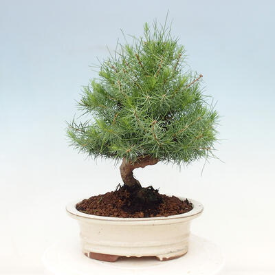 Pokojová bonsai-Pinus halepensis-Borovice alepská - 3