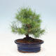Pokojová bonsai-Pinus halepensis-Borovice alepská - 3/4
