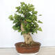 Vonkajší bonsai - Jinan dvojlaločný - Ginkgo biloba - 3/5