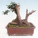 Pokojová bonsai - Olea europaea sylvestris -Oliva evropská drobnolistá - 3/7