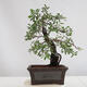 Venkovní bonsai - Prunus spinosa - trnka - 3/4
