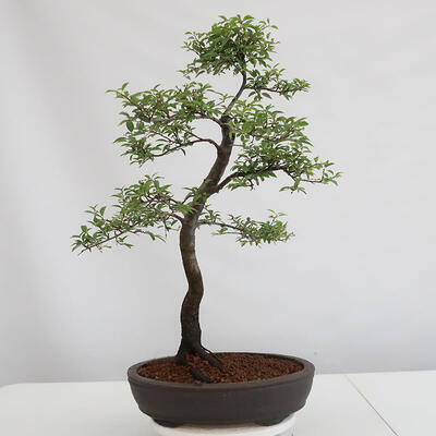 Venkovní bonsai - Prunus spinosa - trnka - 3