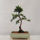 Venkovní bonsai - Taxus bacata  - Tis červený - 3/4