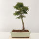 Venkovní bonsai -Javor dlanitolistý Acer palmatum Shishigashira - 3/5