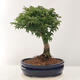 Venkovní bonsai -Javor dlanitolistý Acer palmatum Shishigashira - 3/5