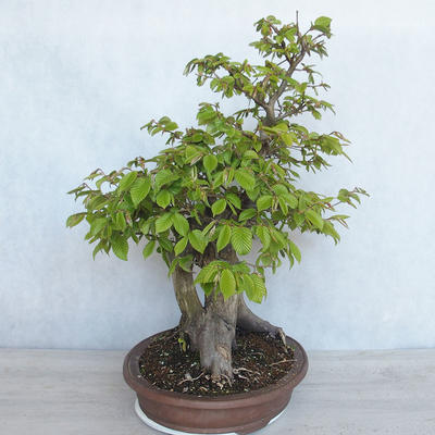 Venkovní bonsai Carpinus betulus- Habr obecný VB2020-485 - 3