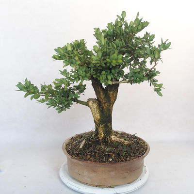 Venkovní bonsai - Buxus - 3