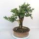 Venkovní bonsai - Buxus - 3/5