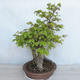 Venkovní bonsai Carpinus betulus- Habr obecný VB2020-485 - 3/5