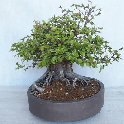 Venkovní bonsai Carpinus betulus- Habr obecný VB2020-487 - 3