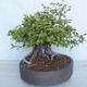 Venkovní bonsai Carpinus betulus- Habr obecný VB2020-487 - 3/5