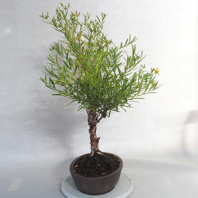 Venkovní bonsai- třezalka - Hypericum - 3