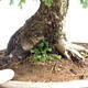 Venkovní bonsai -Javor babyka - Acer campestre - 3/6