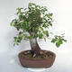 Venkovní bonsai -Mahalebka - Prunus mahaleb - 3/5