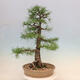 Venkovní bonsai - Larix decidua - Modřín opadavý - 3/5