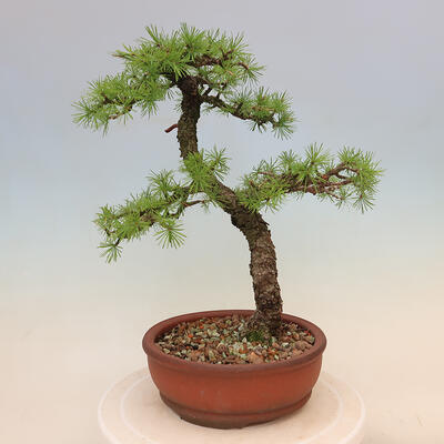 Venkovní bonsai - Larix decidua - Modřín opadavý - 3