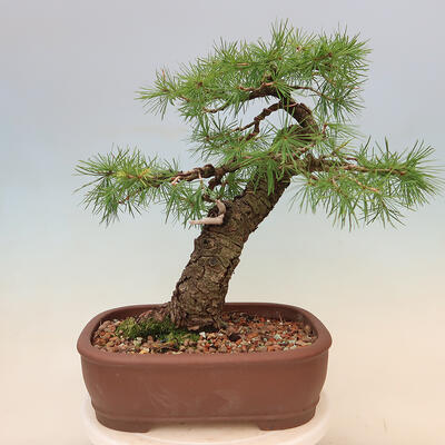 Venkovní bonsai - Larix decidua - Modřín opadavý - 3