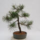 Venkovní bonsai - Pinus Nigra - Borovice černá - 3/4