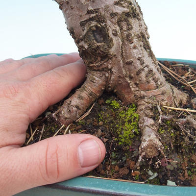 Venkovní bonsai - Tilia cordata - Lípa srdčitá - 3