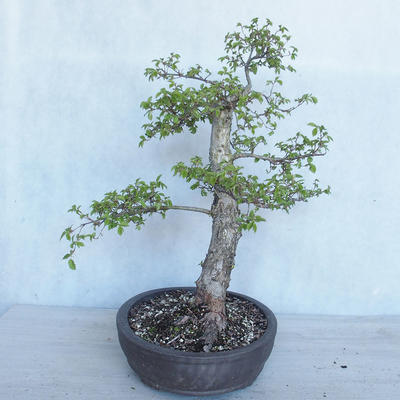 Venkovní bonsai -Ulmus GLABRA Jilm habrolistý VB2020-495 - 3