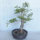 Venkovní bonsai -Ulmus GLABRA Jilm habrolistý VB2020-495 - 3/5
