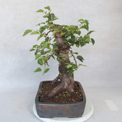 Venkovní bonsai -Mahalebka - Prunus mahaleb - 3