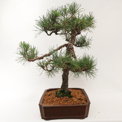 Venkovní bonsai - Pinus sylvestris - Borovice lesní - 3