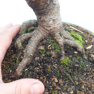 Venkovní bonsai - Olše lepkavá - Alnus glutinosa - 3