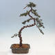 Venkovní bonsai - Cedrus Libani Brevifolia - Cedr zelený - 3/5