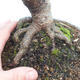 Venkovní bonsai - Olše lepkavá - Alnus glutinosa - 3/3
