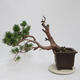 Venkovní bonsai - Pinus sylvestris Watereri  - Borovice lesní - 3/5
