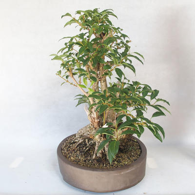 Venkovní bonsai - Zlatice - Forsythia - 3