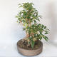 Venkovní bonsai - Zlatice - Forsythia - 3/5
