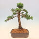 Venkovní bonsai - Juniperus chinensis Kishu -Jalovec čínský - 3/5