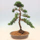 Venkovní bonsai - Juniperus chinensis -Jalovec čínský - 3/5