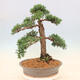 Venkovní bonsai - Juniperus chinensis Kishu -Jalovec čínský - 3/5