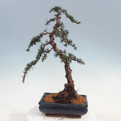 Venkovní bonsai - Cedrus Libani Brevifolia - Cedr zelený - 3