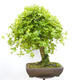 Venkovní bonsai -Javor babyka - Acer campestre - 3/5