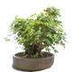 Venkovní bonsai -Javor babyka - Acer campestre - 3/6
