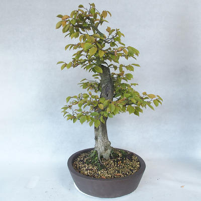 Venkovní bonsai - Habr obecný - Carpinus betulus - 3